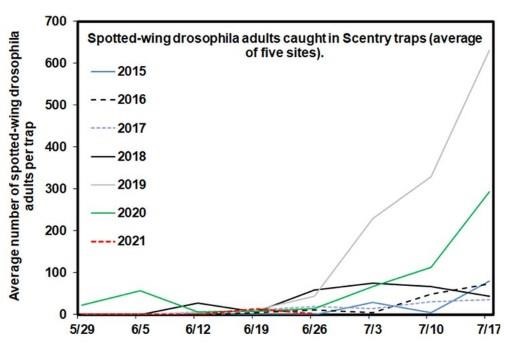 Time for Spotted Wing Drosophila Management in Berry and Cherry Crops